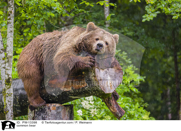 Europischer Braunbr / common bear / PW-13398
