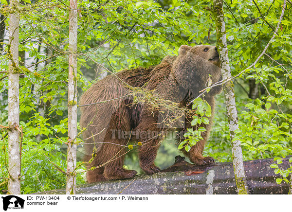 common bear / PW-13404