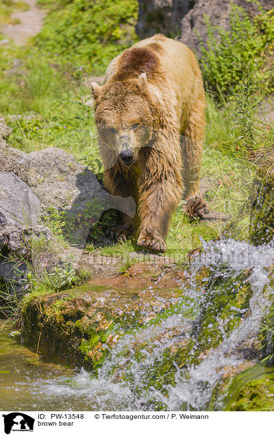 brown bear / PW-13548