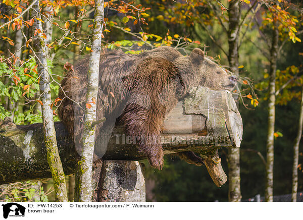 Europischer Braunbr / brown bear / PW-14253