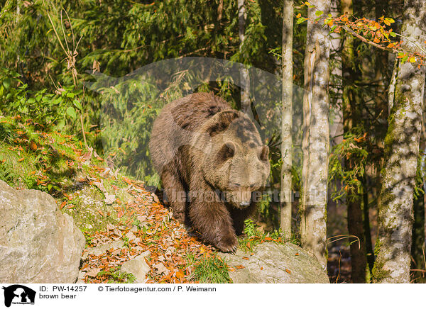 brown bear / PW-14257