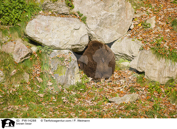 Europischer Braunbr / brown bear / PW-14288