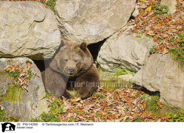 Europischer Braunbr / brown bear / PW-14289
