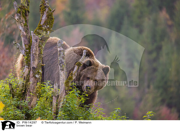 Europischer Braunbr / brown bear / PW-14297