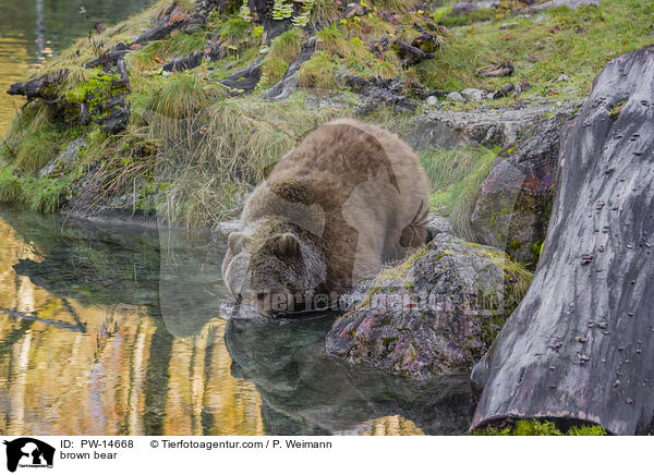 Europischer Braunbr / brown bear / PW-14668