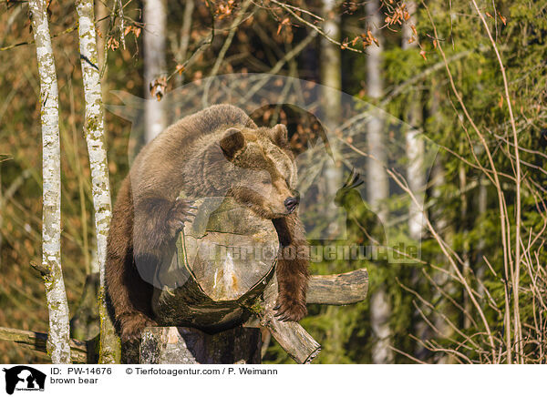 Europischer Braunbr / brown bear / PW-14676