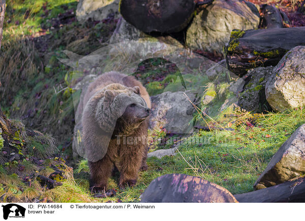 Europischer Braunbr / brown bear / PW-14684