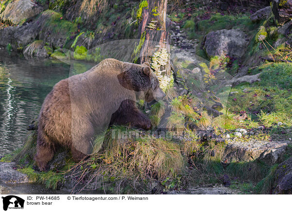 brown bear / PW-14685