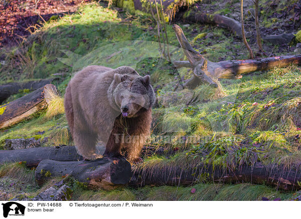 brown bear / PW-14688