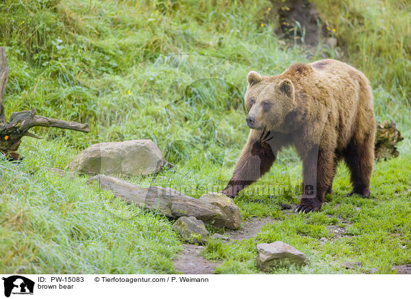 Europischer Braunbr / brown bear / PW-15083