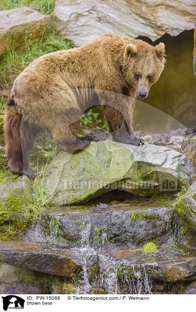 Europischer Braunbr / brown bear / PW-15088