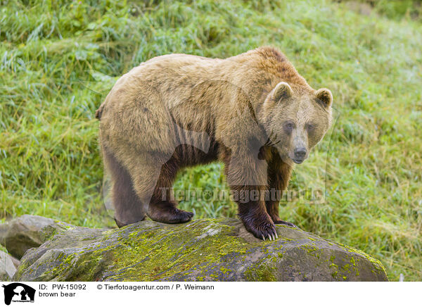 brown bear / PW-15092