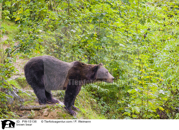 Europischer Braunbr / brown bear / PW-15136