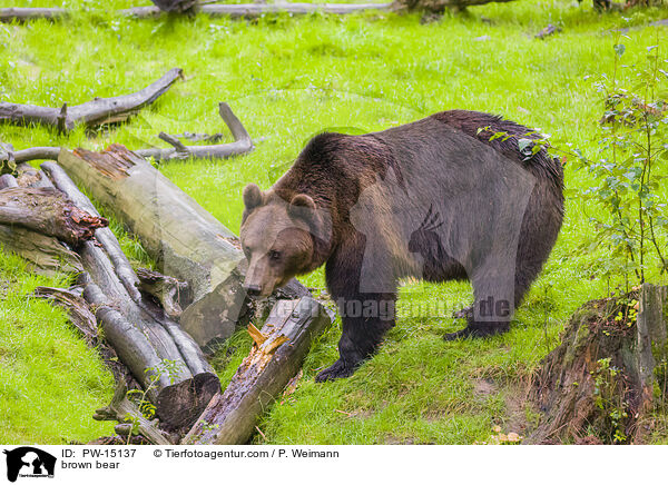 Europischer Braunbr / brown bear / PW-15137