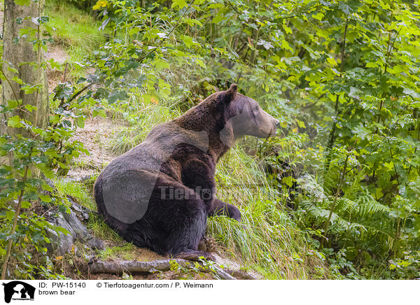 Europischer Braunbr / brown bear / PW-15140