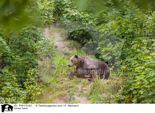 Europischer Braunbr / brown bear / PW-15142