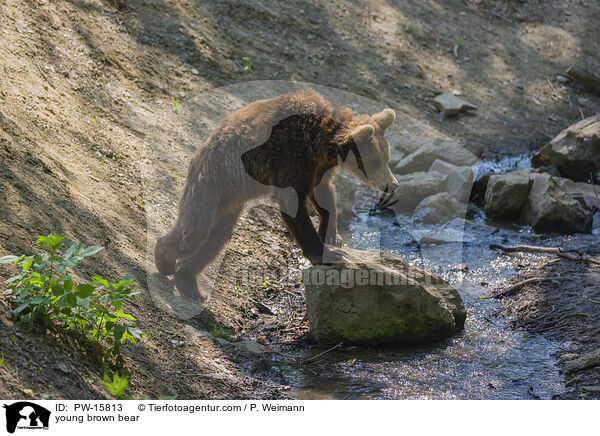 junger Europischer Braunbr / young brown bear / PW-15813