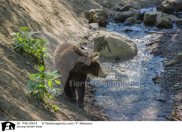 junger Europischer Braunbr / young brown bear / PW-15814
