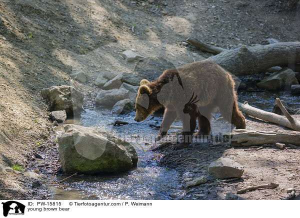 young brown bear / PW-15815