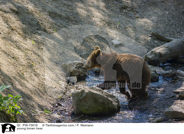 young brown bear / PW-15816