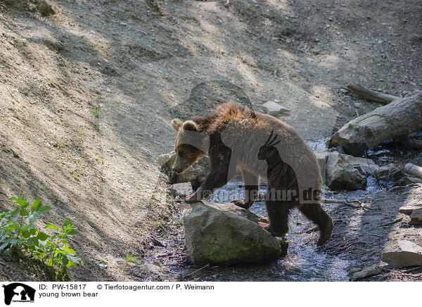 junger Europischer Braunbr / young brown bear / PW-15817