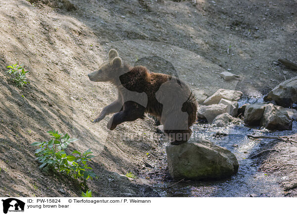 junger Europischer Braunbr / young brown bear / PW-15824