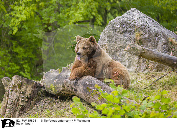 Europischer Braunbr / brown bear / PW-15854