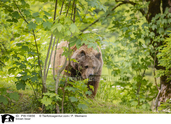 brown bear / PW-15856