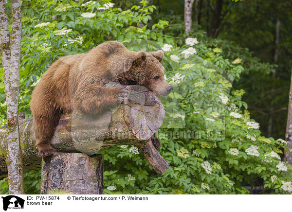 Europischer Braunbr / brown bear / PW-15874