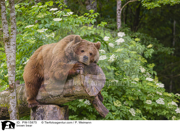 Europischer Braunbr / brown bear / PW-15875