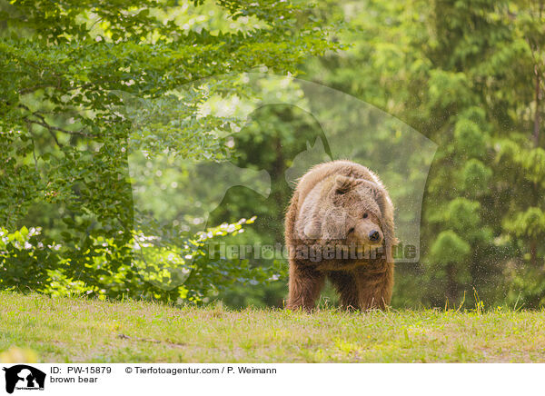 Europischer Braunbr / brown bear / PW-15879