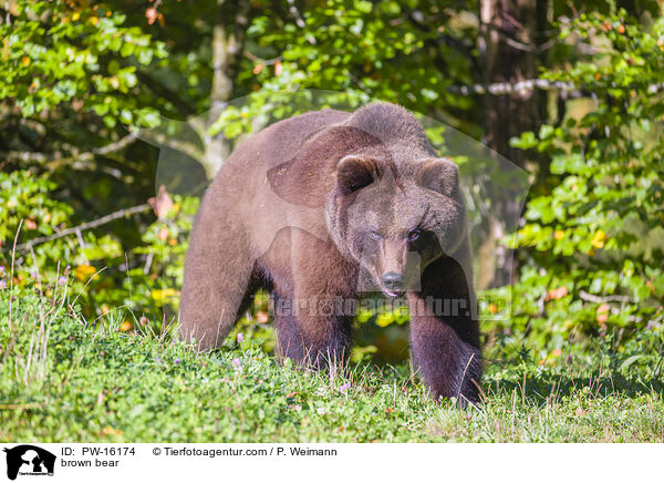 brown bear / PW-16174
