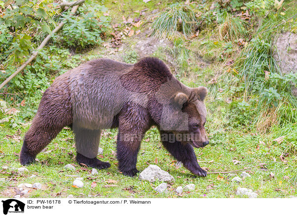 brown bear / PW-16178