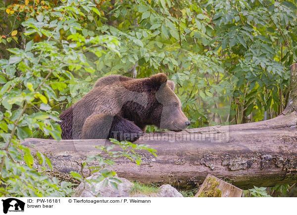 brown bear / PW-16181