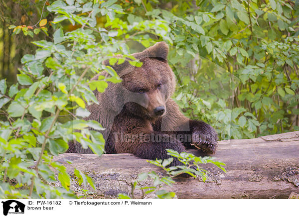 Europischer Braunbr / brown bear / PW-16182