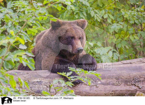 Europischer Braunbr / brown bear / PW-16185