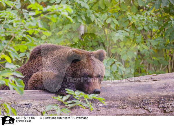 Europischer Braunbr / brown bear / PW-16187