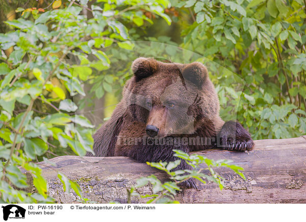 Europischer Braunbr / brown bear / PW-16190