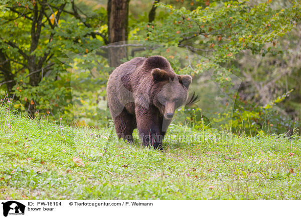 brown bear / PW-16194