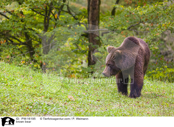 brown bear / PW-16195