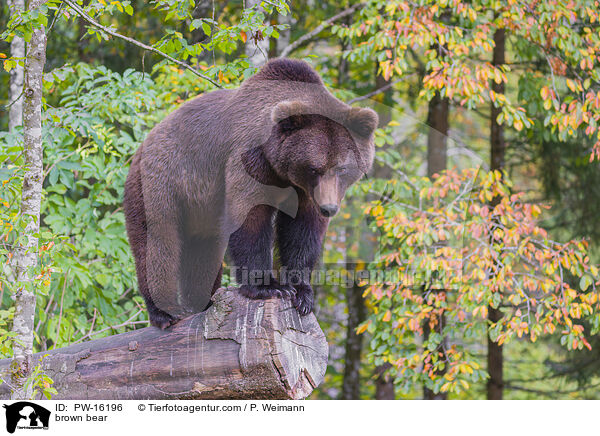 Europischer Braunbr / brown bear / PW-16196