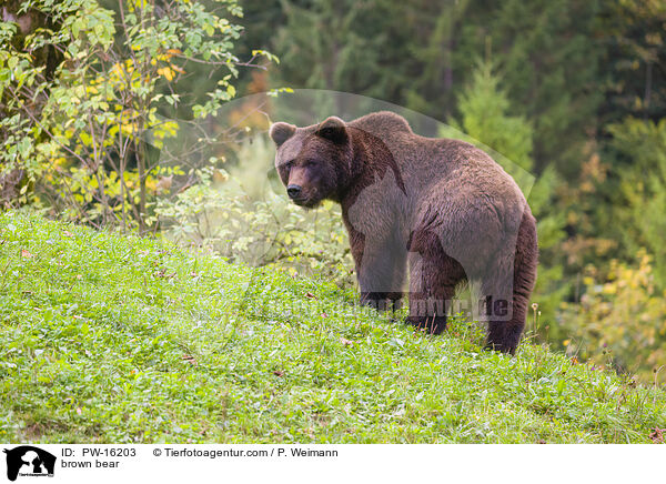 Europischer Braunbr / brown bear / PW-16203