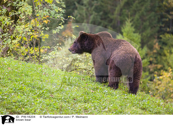 brown bear / PW-16204