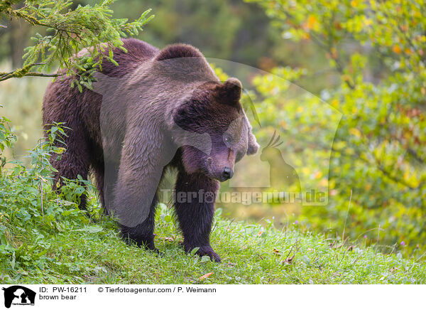 Europischer Braunbr / brown bear / PW-16211
