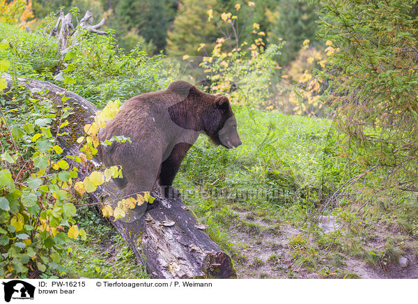 brown bear / PW-16215