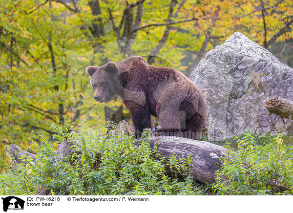 brown bear / PW-16216