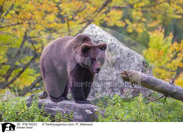 Europischer Braunbr / brown bear / PW-16221