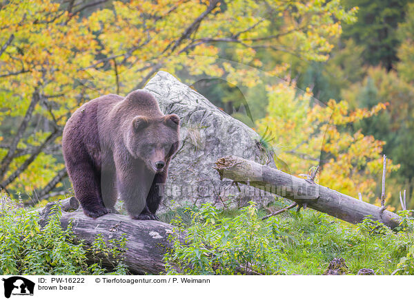 brown bear / PW-16222