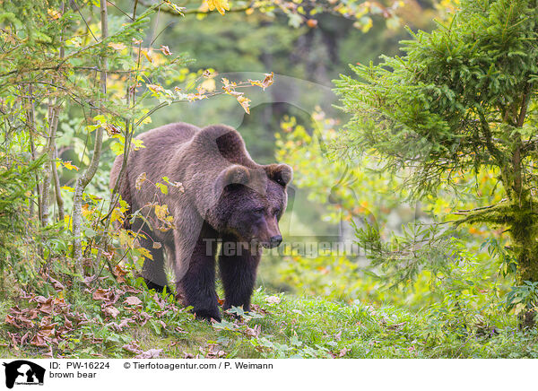 Europischer Braunbr / brown bear / PW-16224