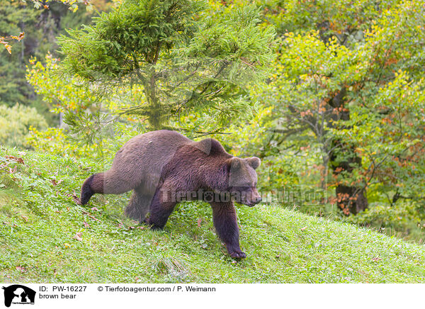 brown bear / PW-16227